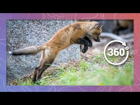 Red Fox: Life at the Den | Wildlife in 360 VR