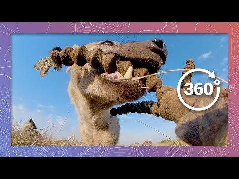 Eaten by a Spotted Hyena in Kenya | Wildlife in 360 VR