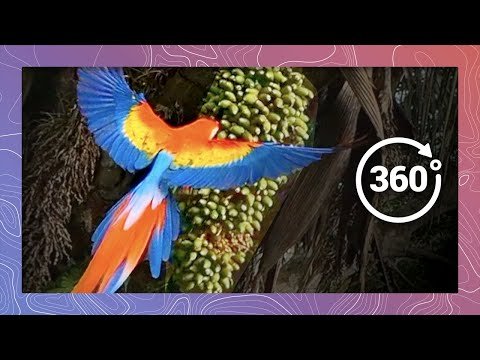 Scarlet Macaws Grab a Quick Snack | Wildlife in 360 VR