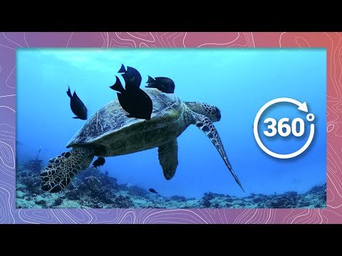 Swim with Sea Turtles at a Hawaiian Cleaning Station | Wildlife in 360 VR