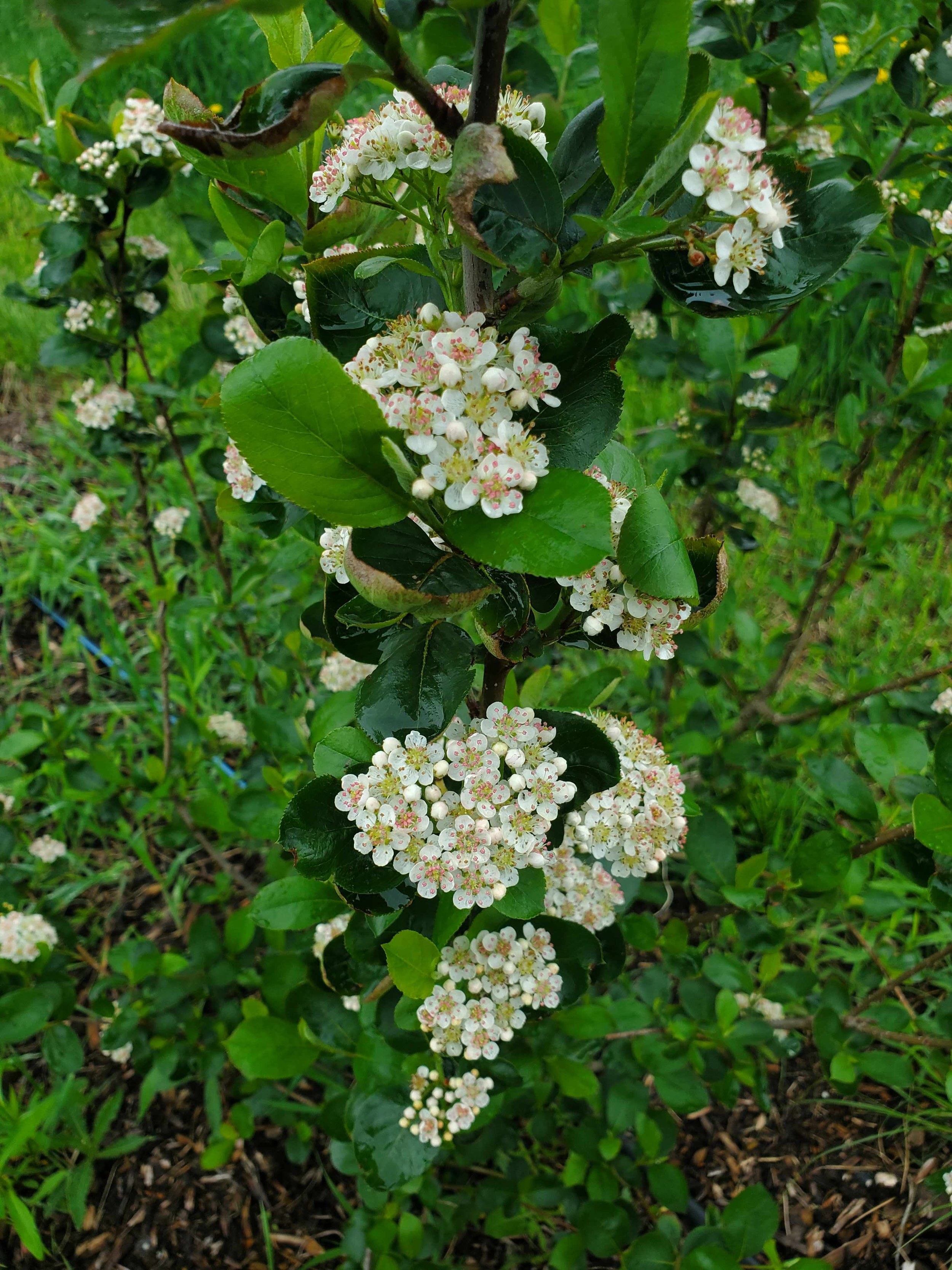 Aronia berry blossoms