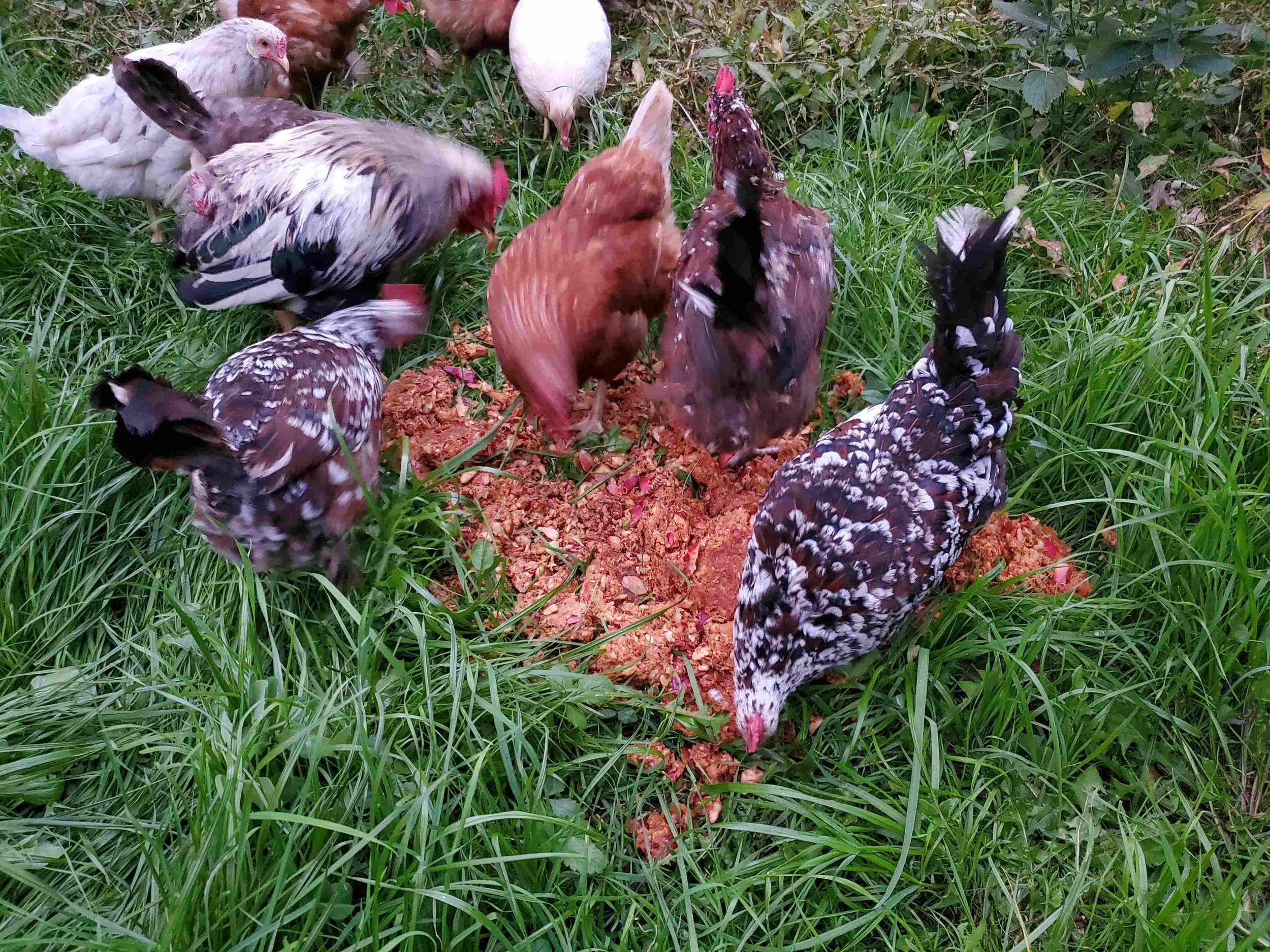 Laying hens