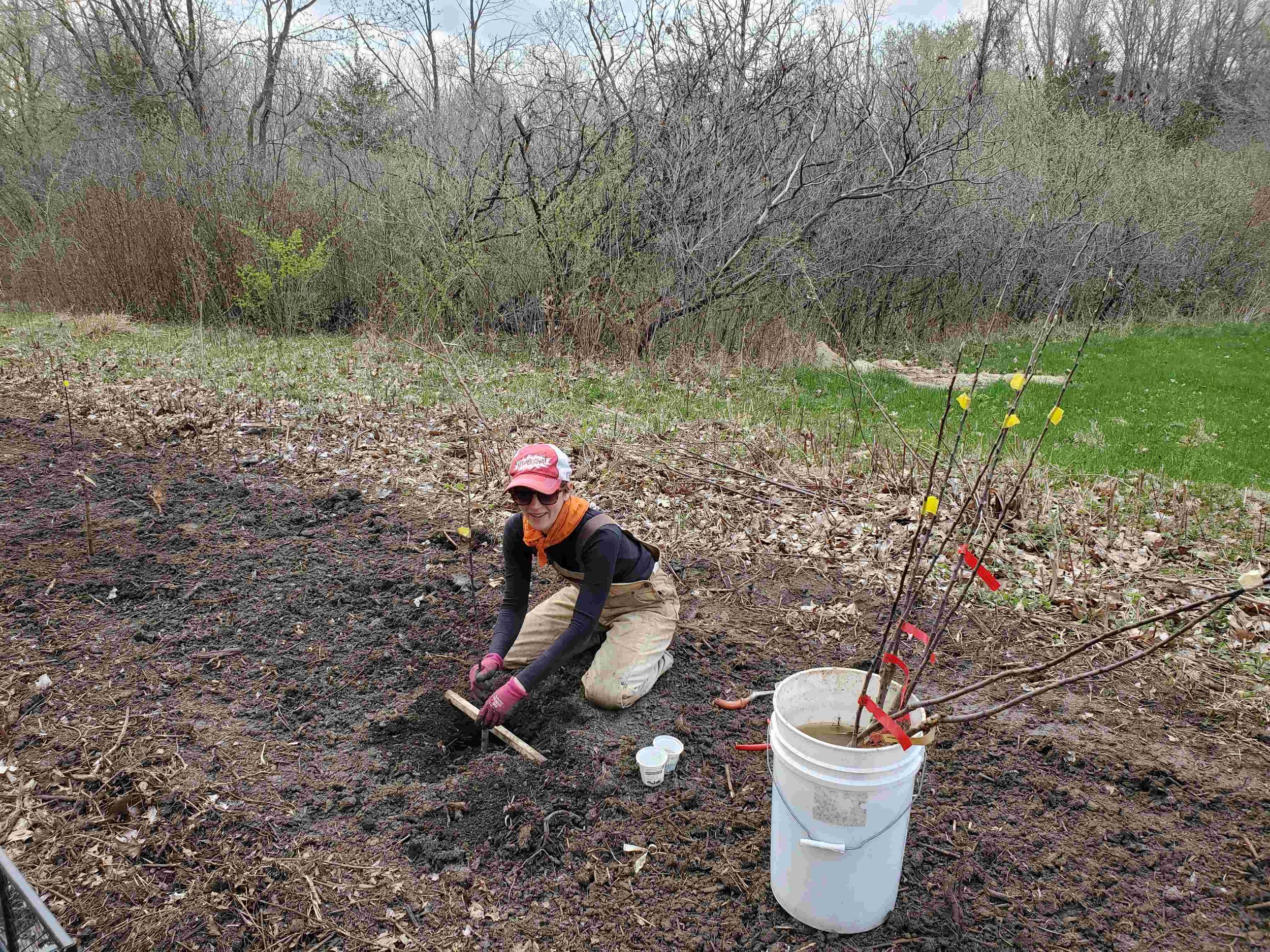 Tree planting