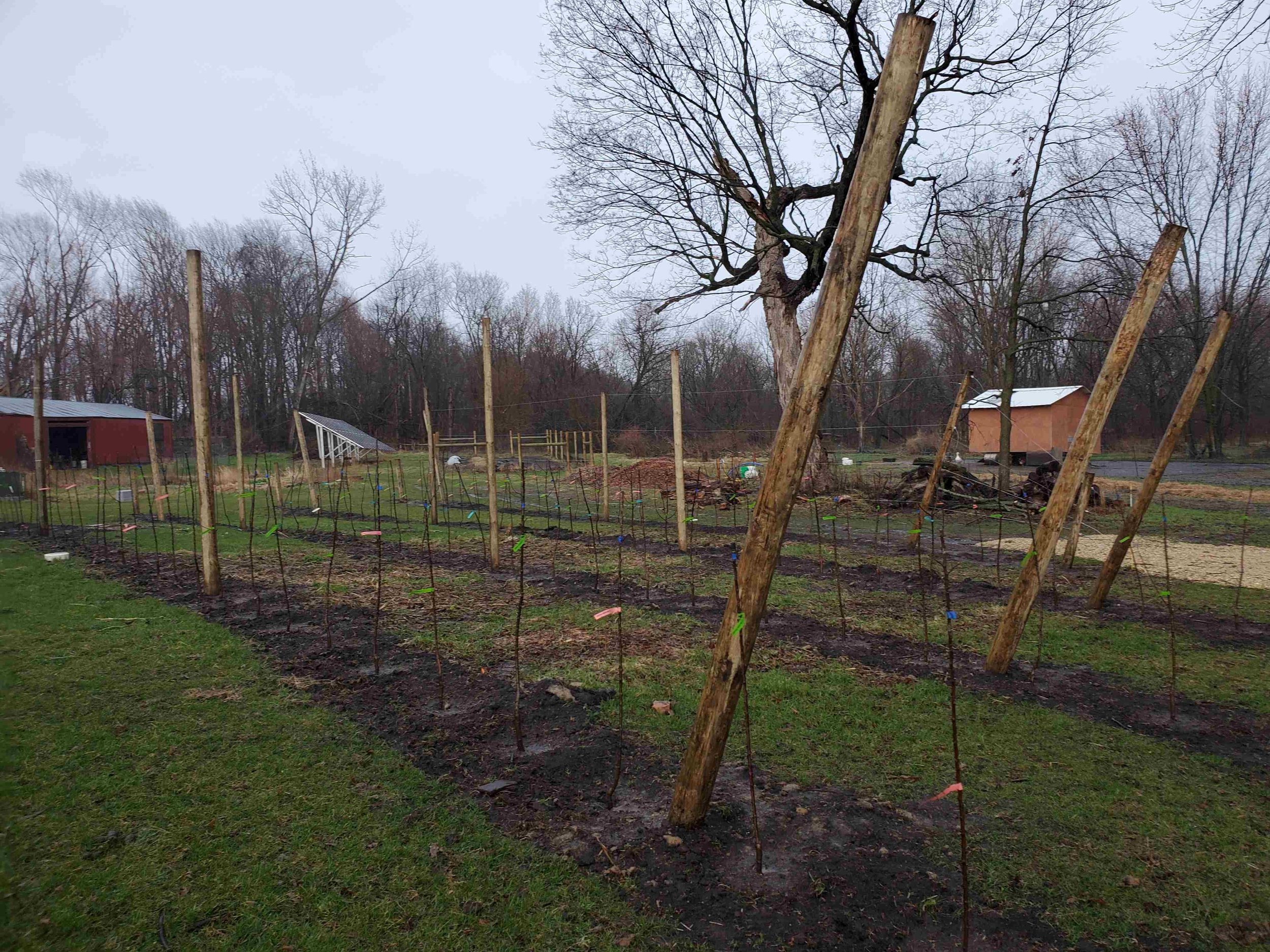 High density orchard