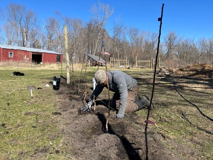 Tree planting