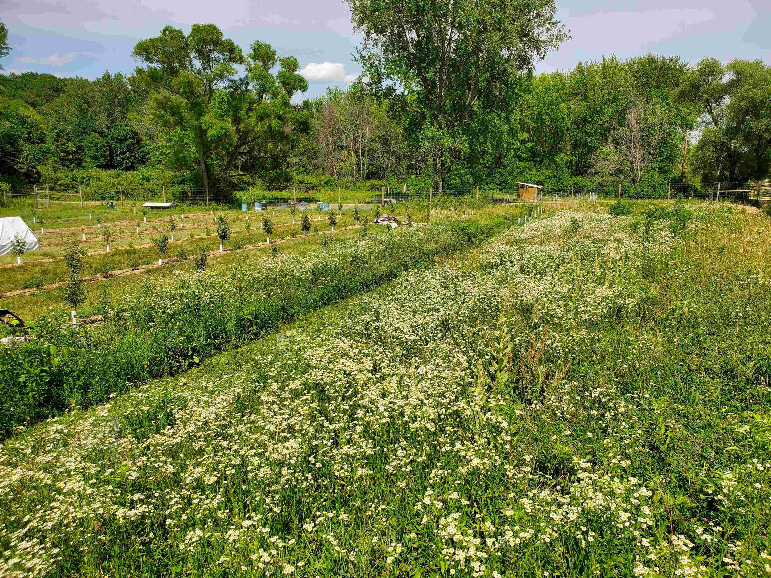 Main orchard