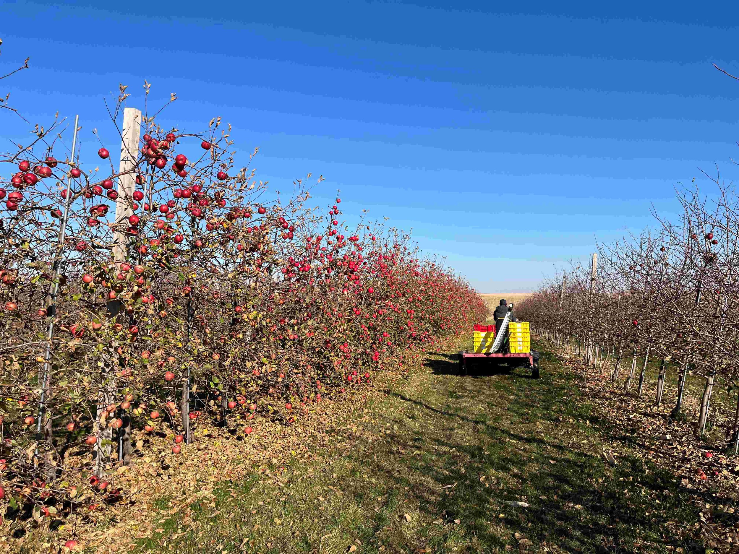 Apple picking