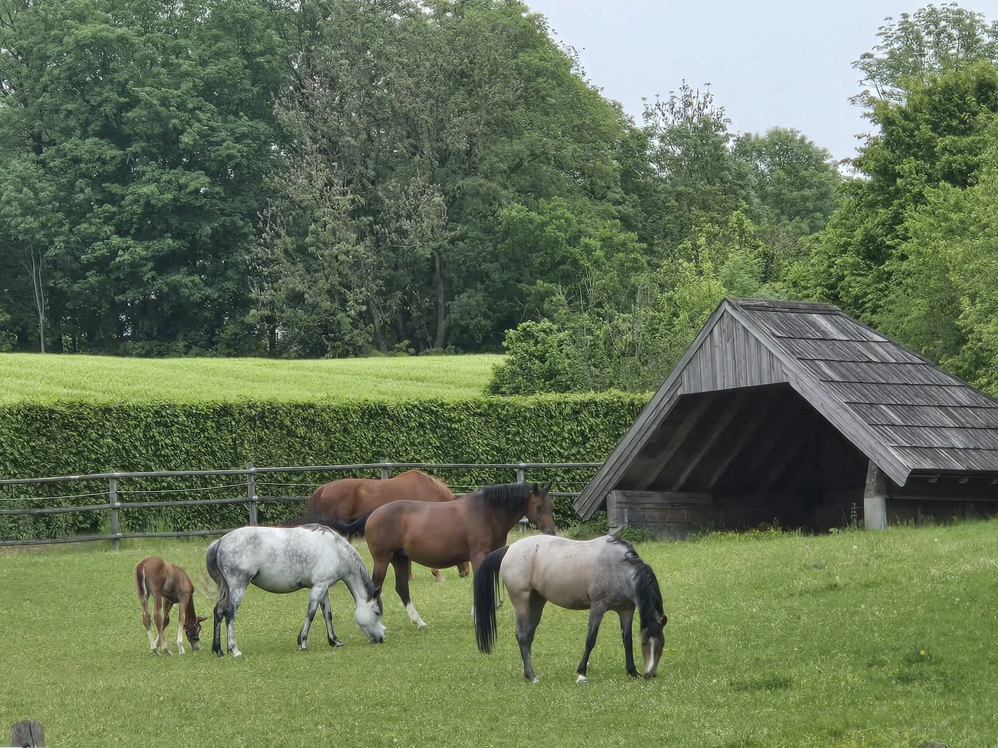 Pferde grasen auf einer Wiese, im Hintergrund sind Bäume und ein kleines Holzhaus, der Himmel ist bewölkt.