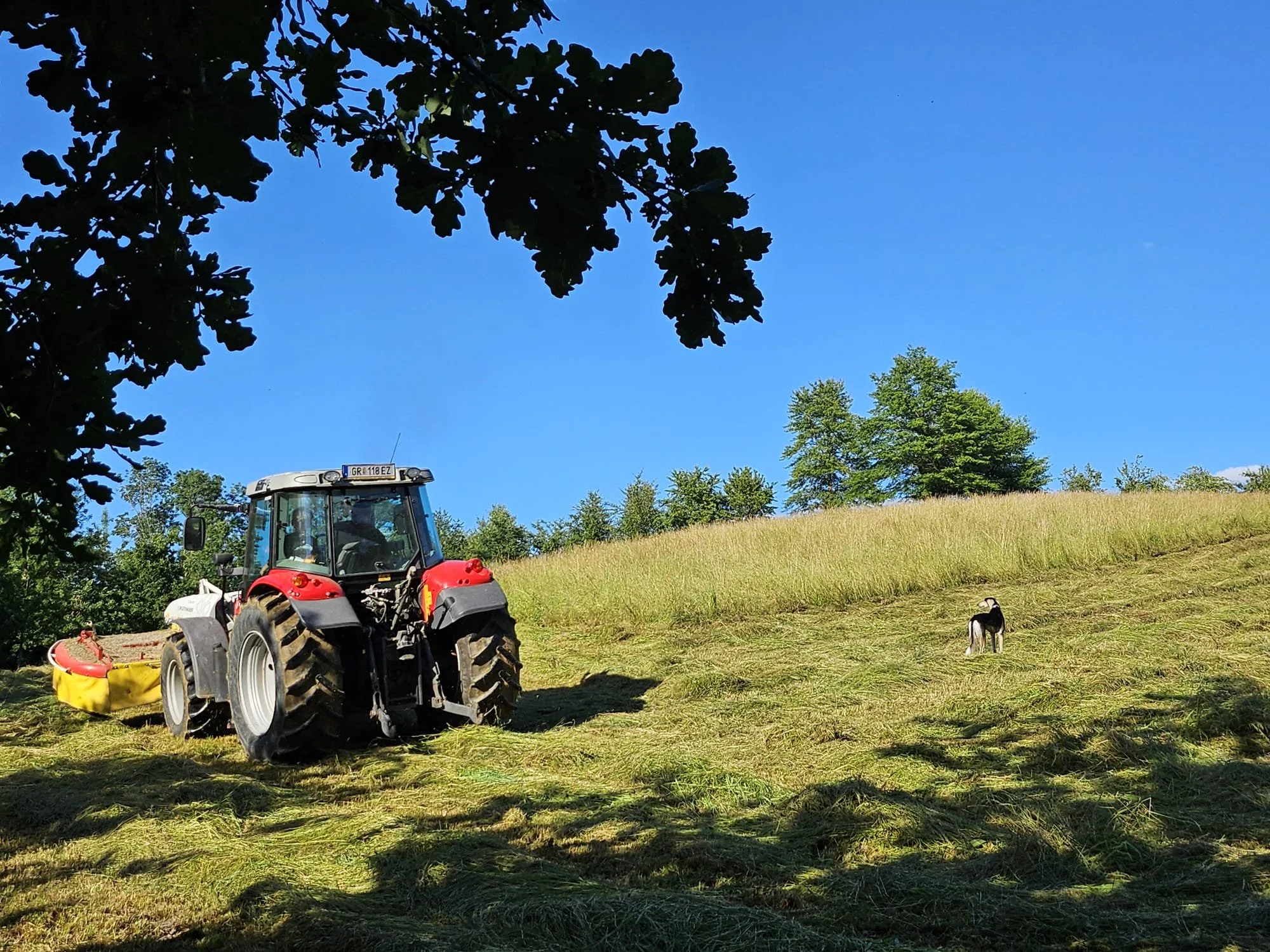 Ein roter Traktor auf einer Wiese mit einem Hund in der Nähe. Im Hintergrund grüne Bäume, blauer Himmel und einige Wolken.