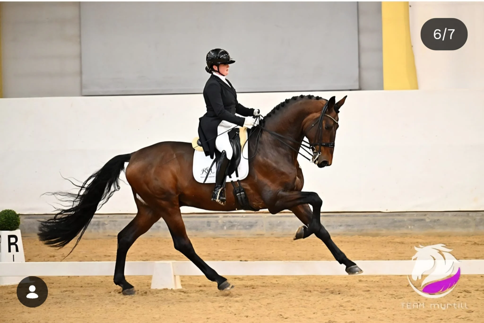 Eine Reiterin in formeller Reitkleidung auf einem galoppierenden Pferd in einer Reithalle, im Hintergrund weiße Wände und eine gelbe Säule.