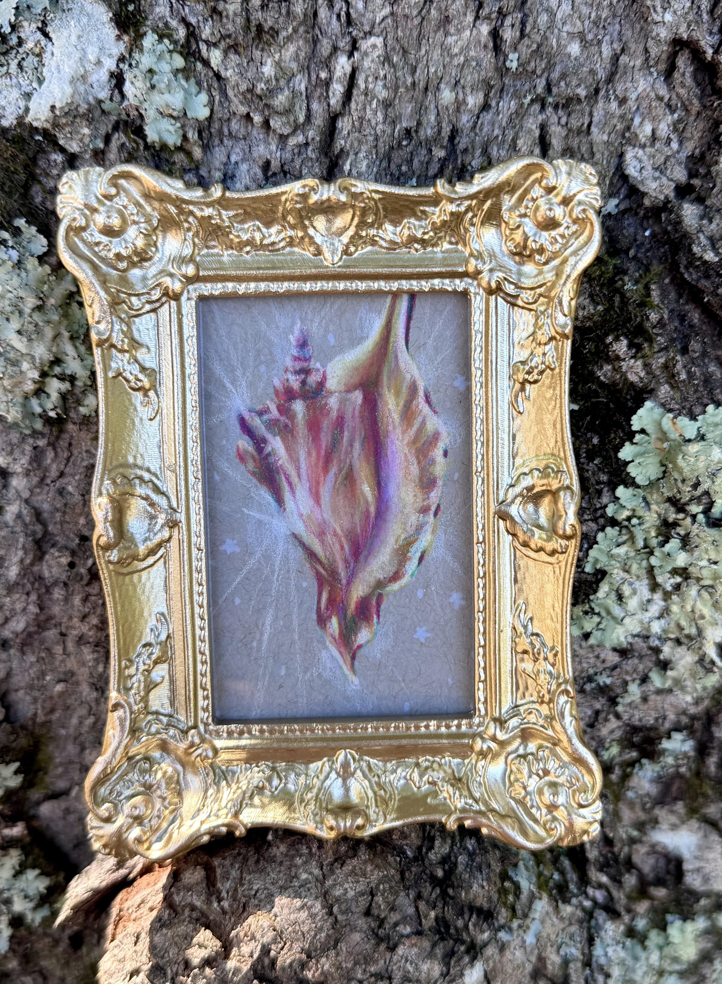 Seashell Series