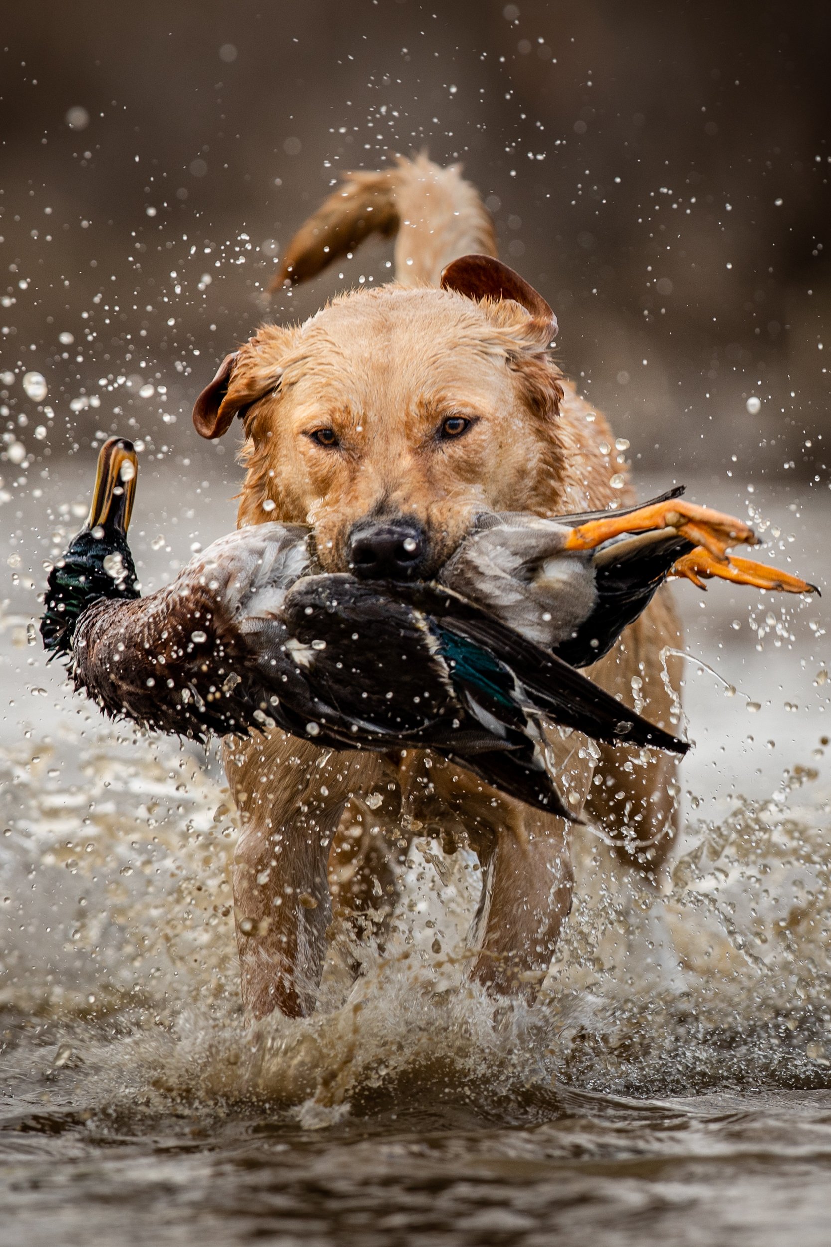 Virginia Outdoor Photographer