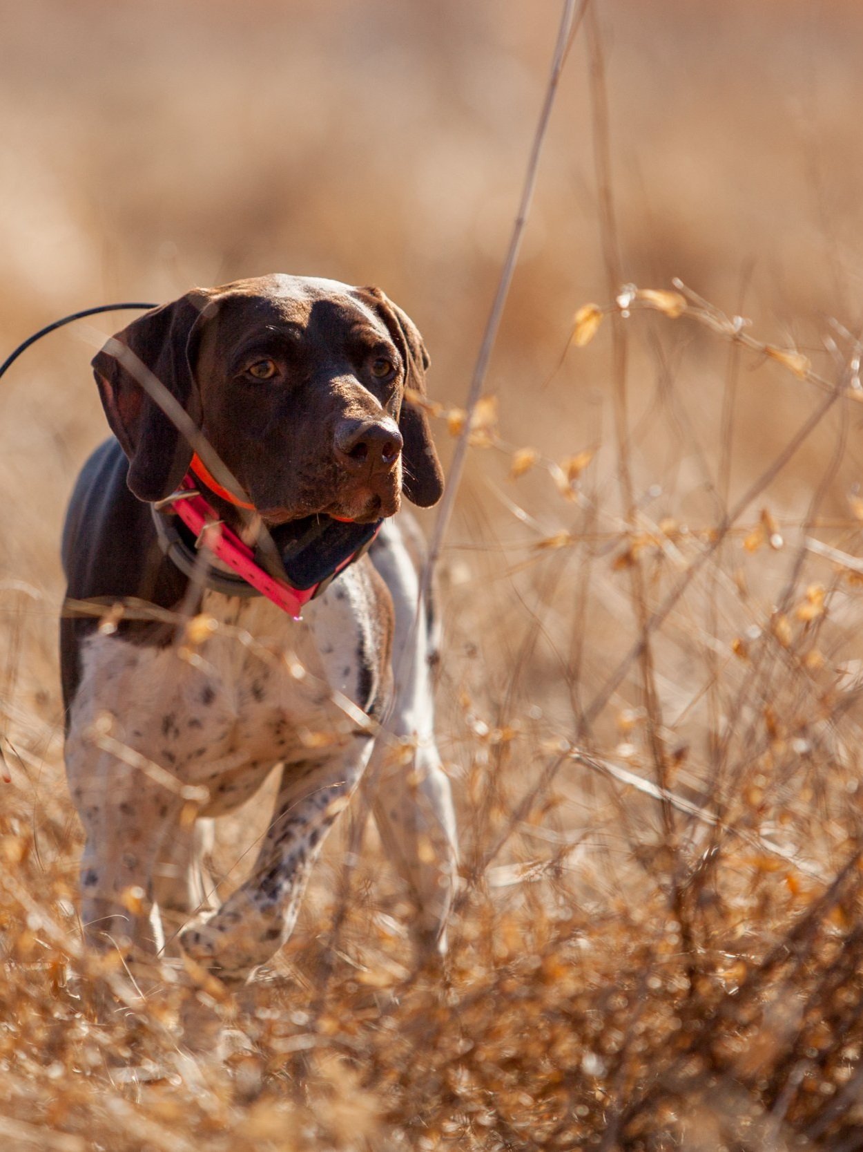 Virginia Outdoor Photographer