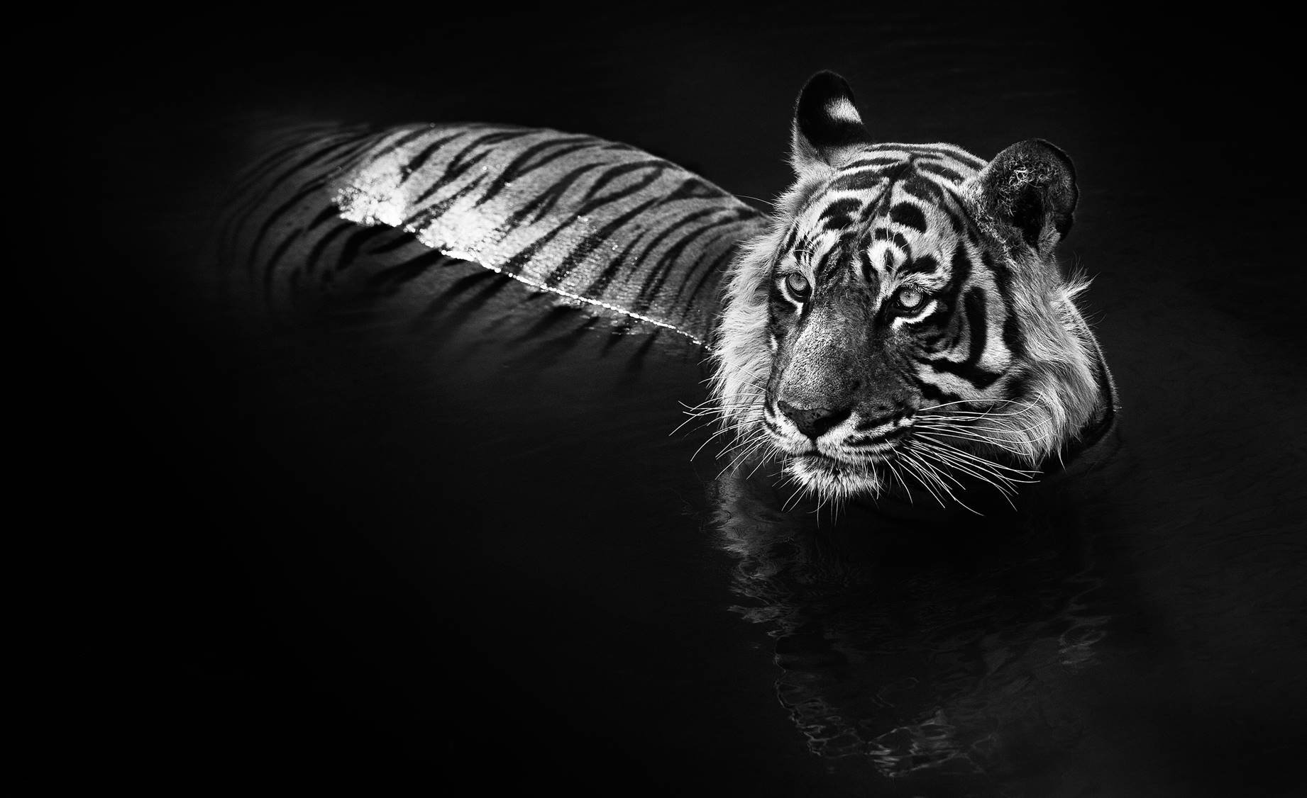 tigerrrrr.jpeg
