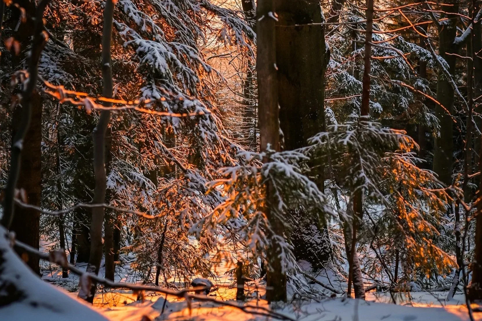Winter Forest Bathing