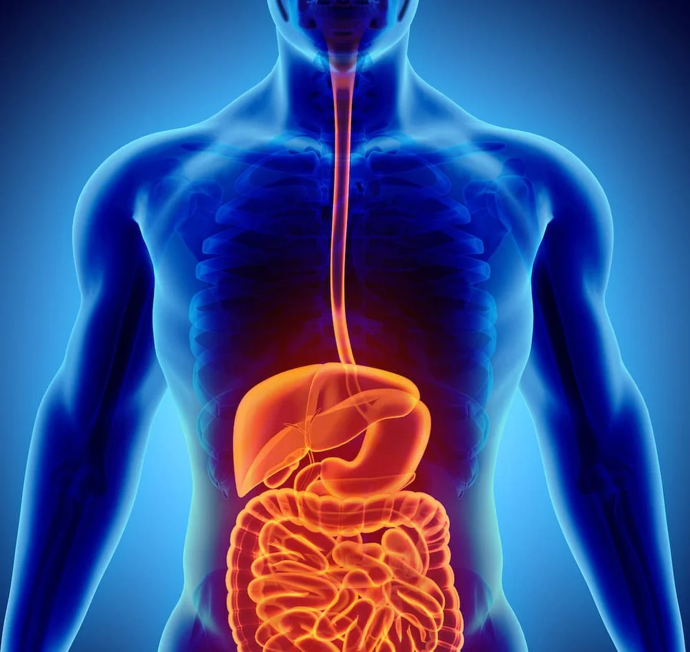 Visceral Manipulation Courses — Barral Institute UK