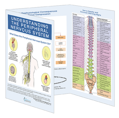 Understanding the Peripheral Nervous System Trifold Reference Chart.png