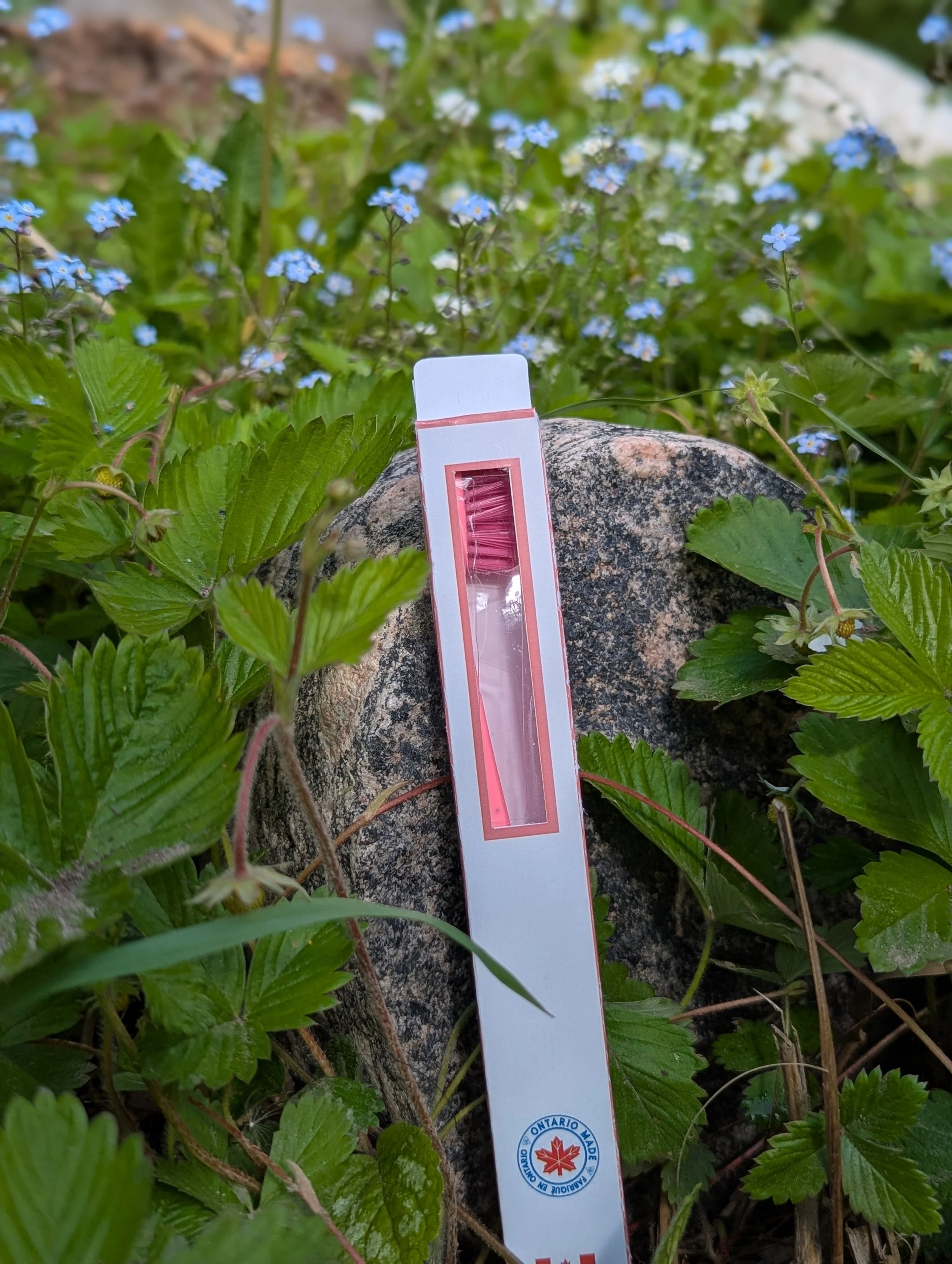 Close-up of strawberry plants with green leaves, small white flowers, and a snow stake measuring temperature in the soil, with a rock and soil visible around the plants.