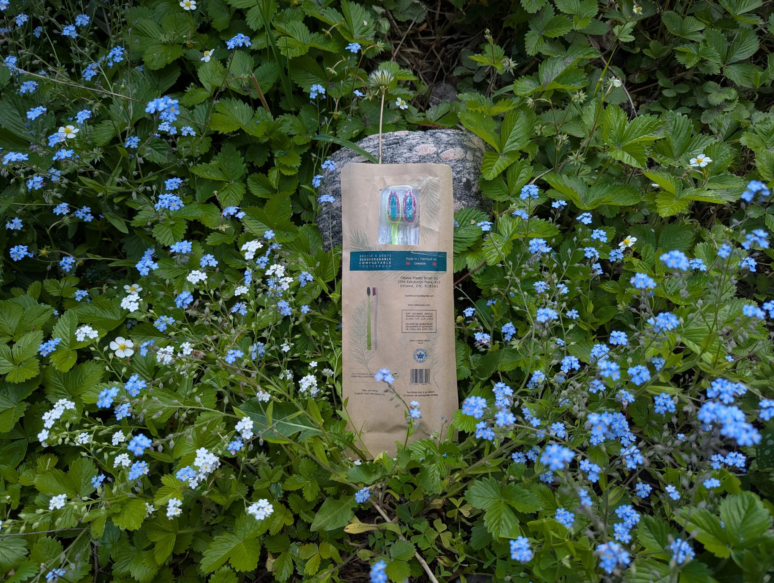 Wildflowers and green leaves surrounding a biodegradable toothbrush package with a colorful toothbrush illustration on it, placed on a large rock.