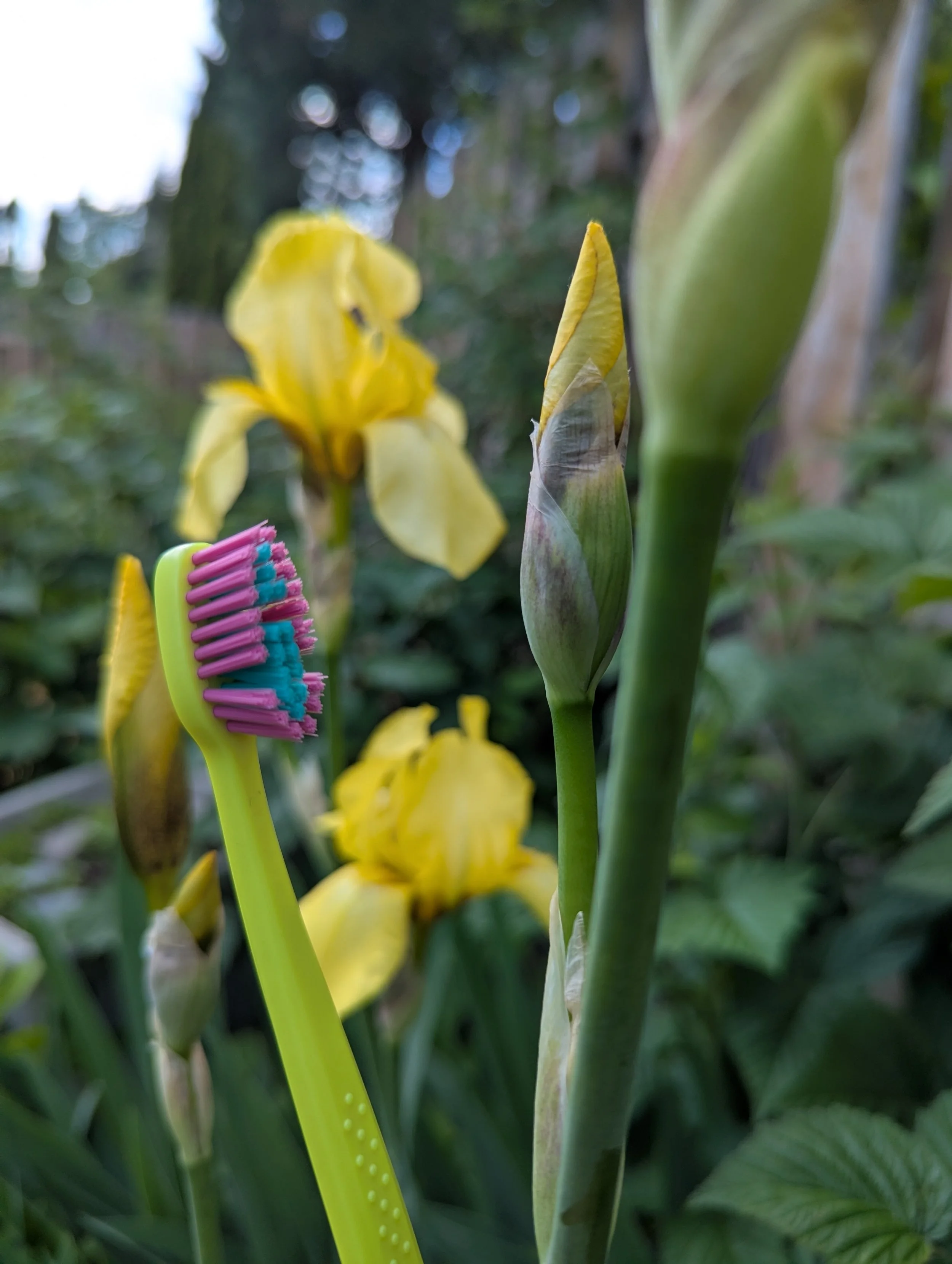 Close-up of a yellow flower, and a green toothbrush with pink and blue bristles among green foliage outdoors.