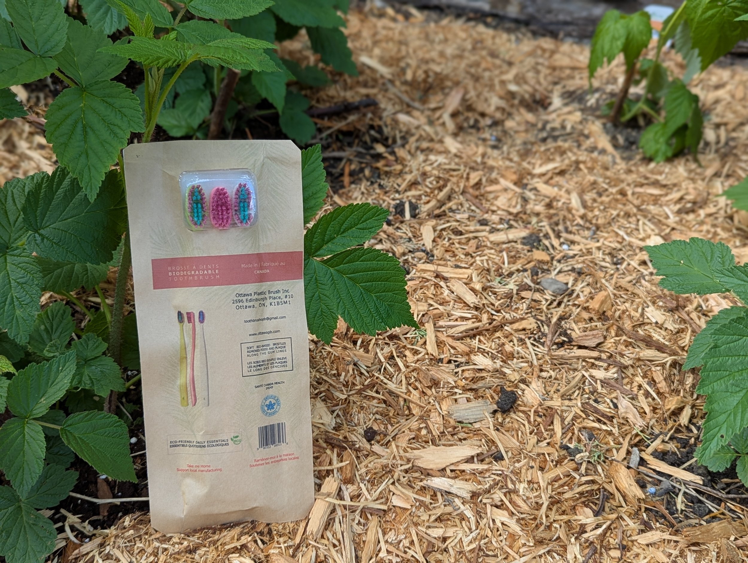A garden with green plants and a trail of wood chips, featuring a package of biodegradable toothbrushes with pink and blue bristles placed among the leaves.