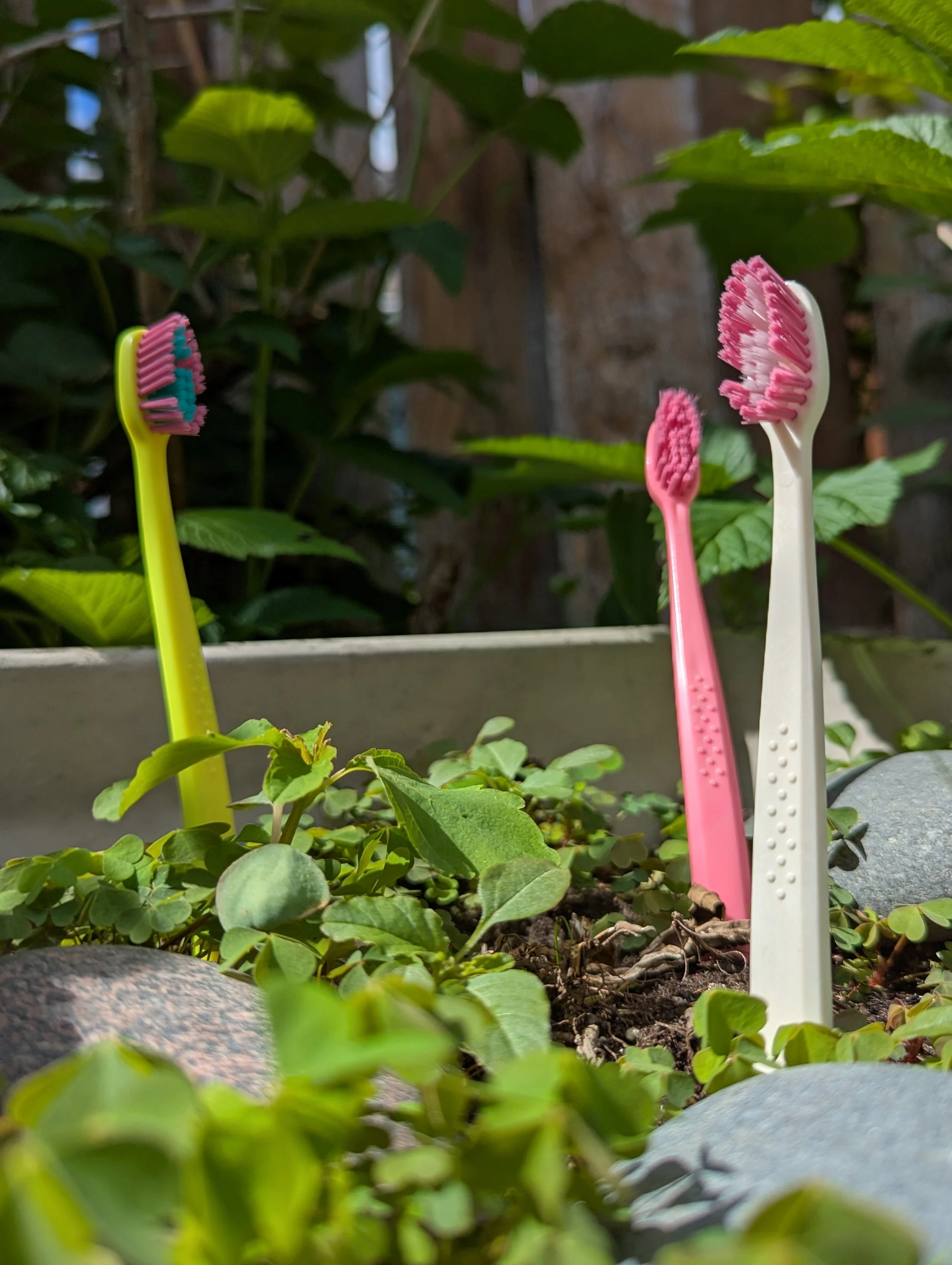 Three toothbrushes with soft bristles in pink, white, and yellow, placed in soil among green plants and small rocks.