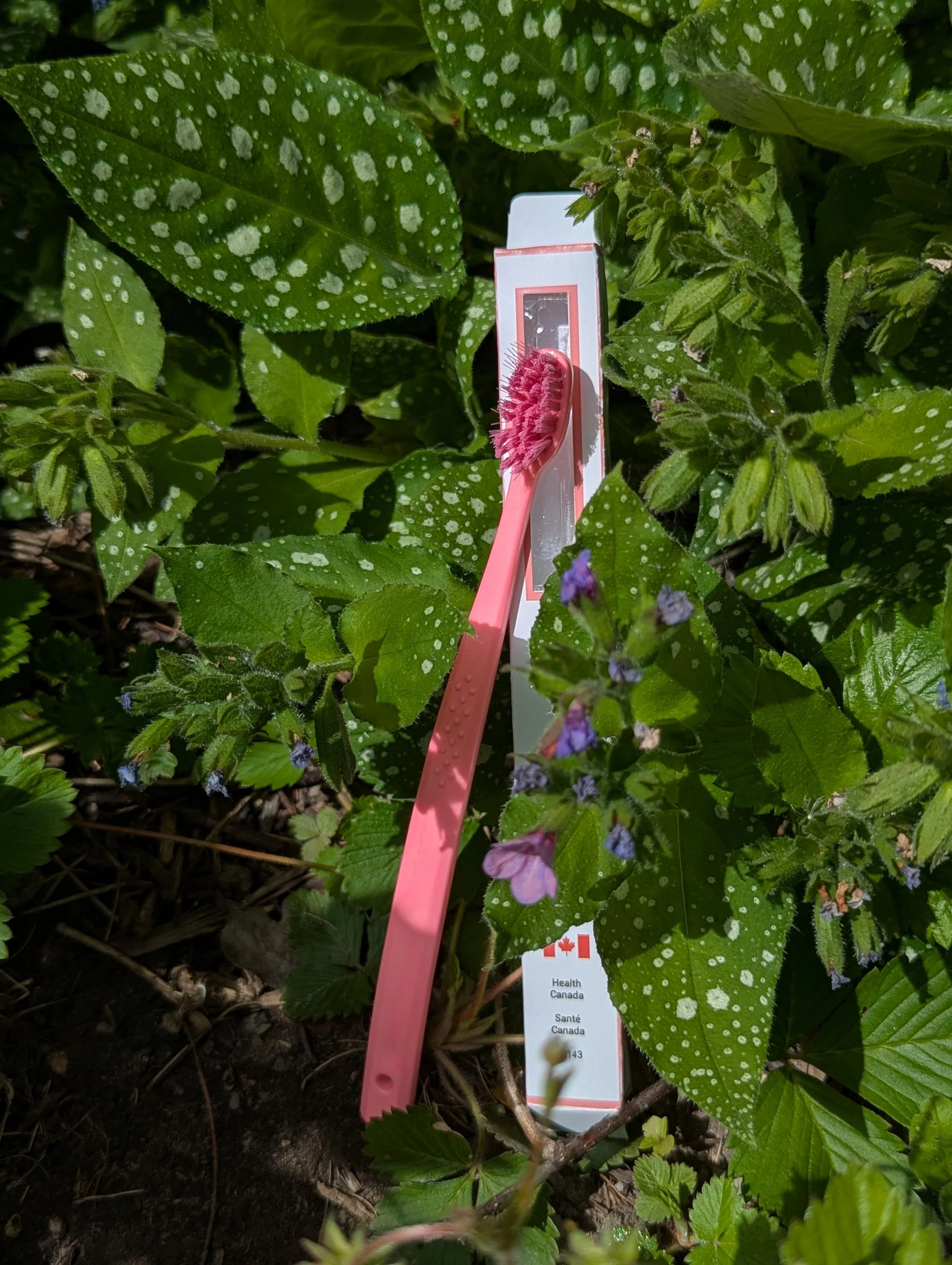 A pink gardening tool among green, spotted leaves, with a partially visible Canadian health and safety information tag attached.