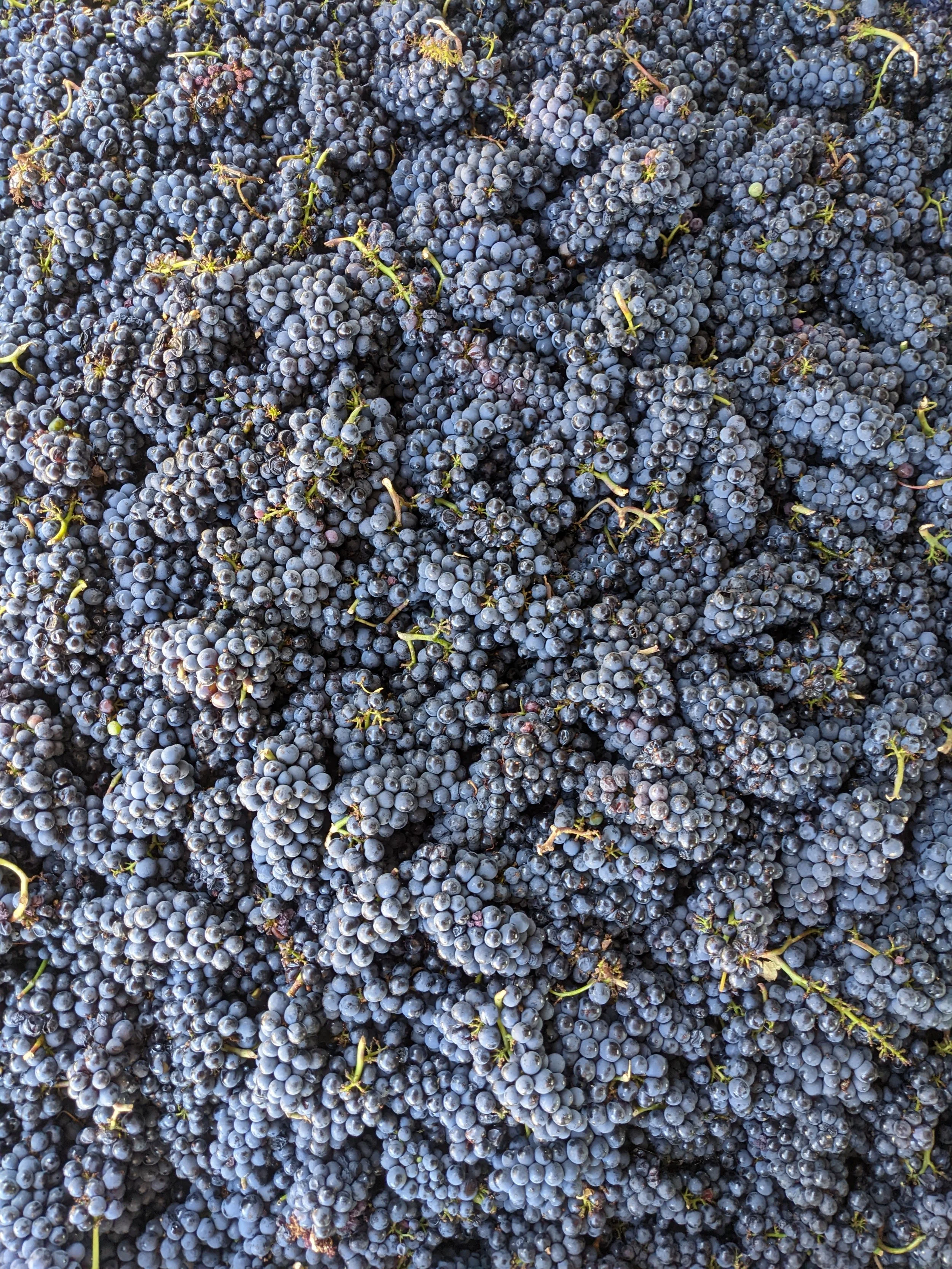 greenvalleypinotclusters.jpg
