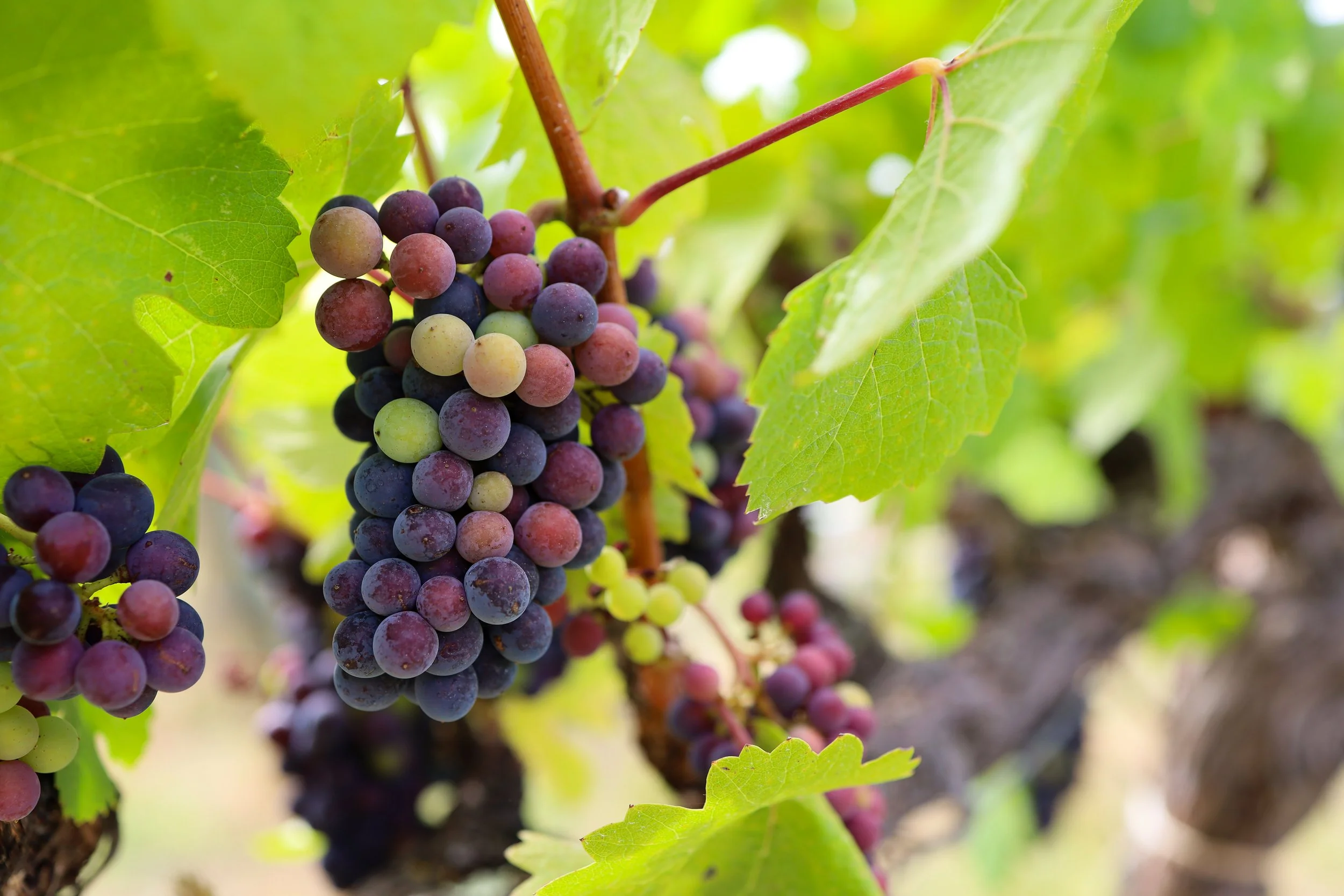 Soul Patch Pinot Noir grapes grown in Sonoma County