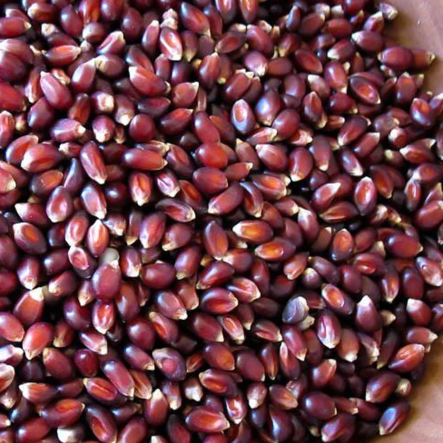 Rancho Gordo-Crimson Popping Corn-Famm.jpg