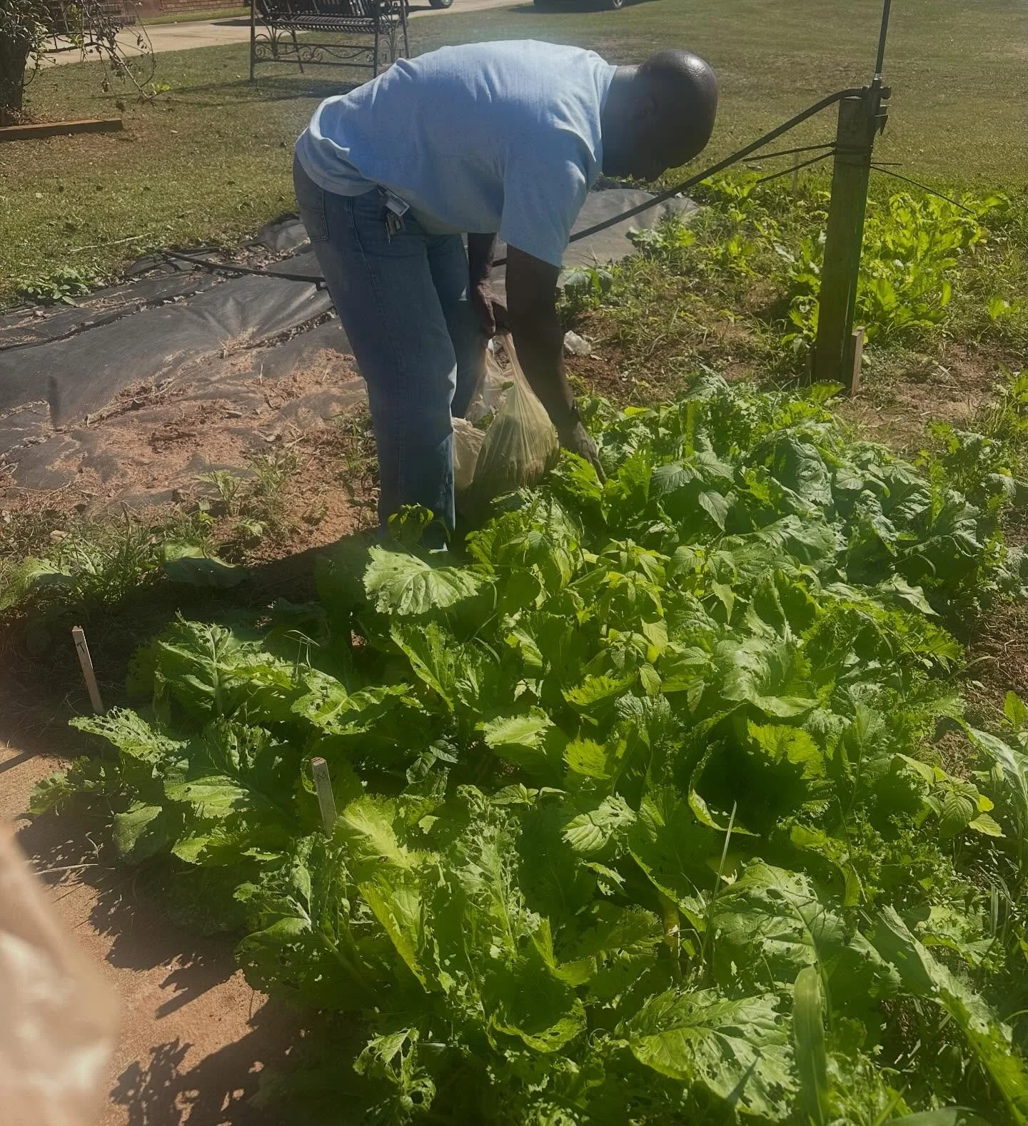Once a Gullah Boy always a Gullah Boy. 
Here’s my dad picking mustard greens at a friend’s house, just like he’s always done.
In honor of Gullah Geechee Cultural Heritage Month, a bit about our roots. My dad is a fourth-generation