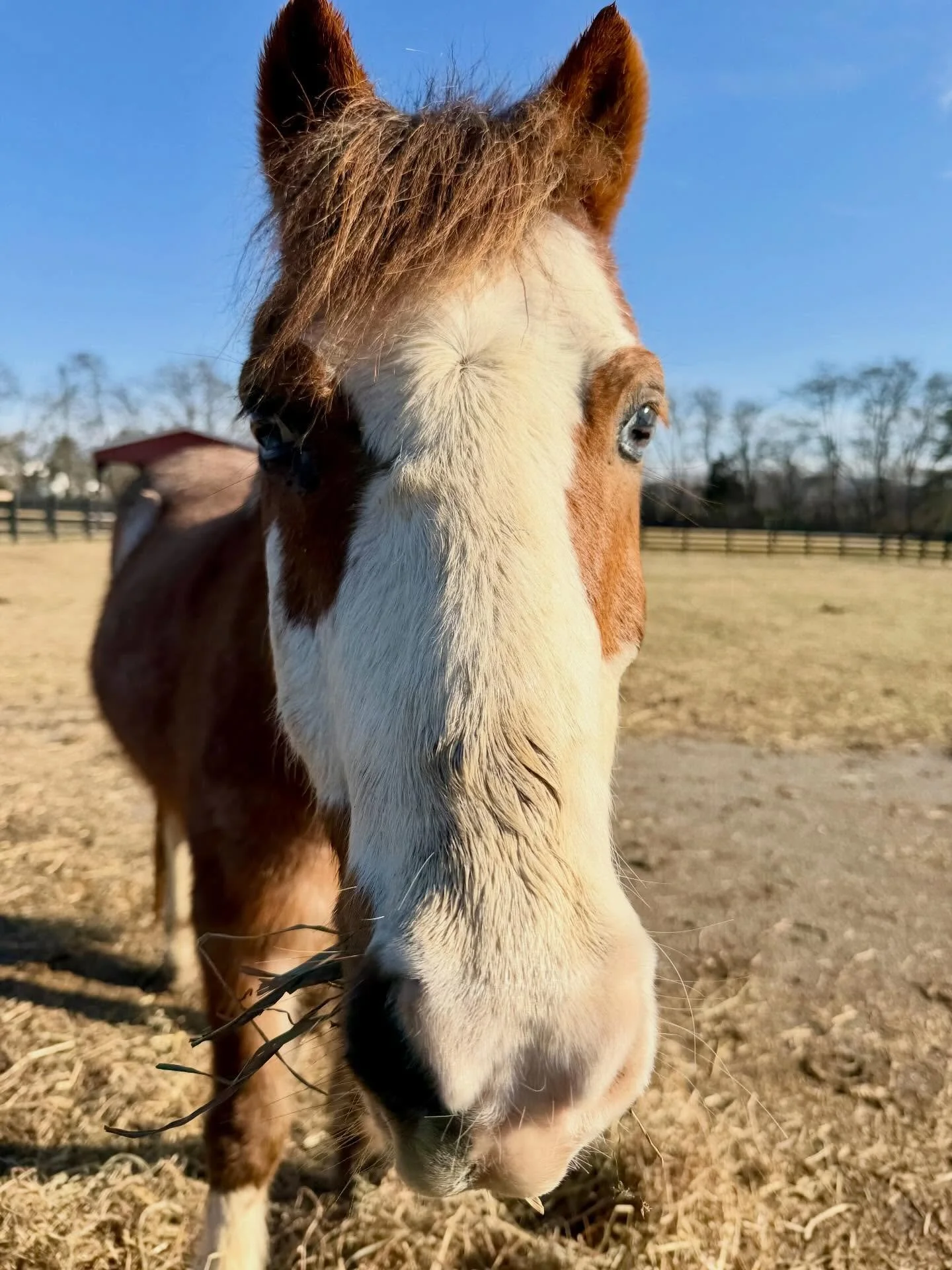 So I hear it&rsquo;s the year of the horse🐴 Sounds like fun!
