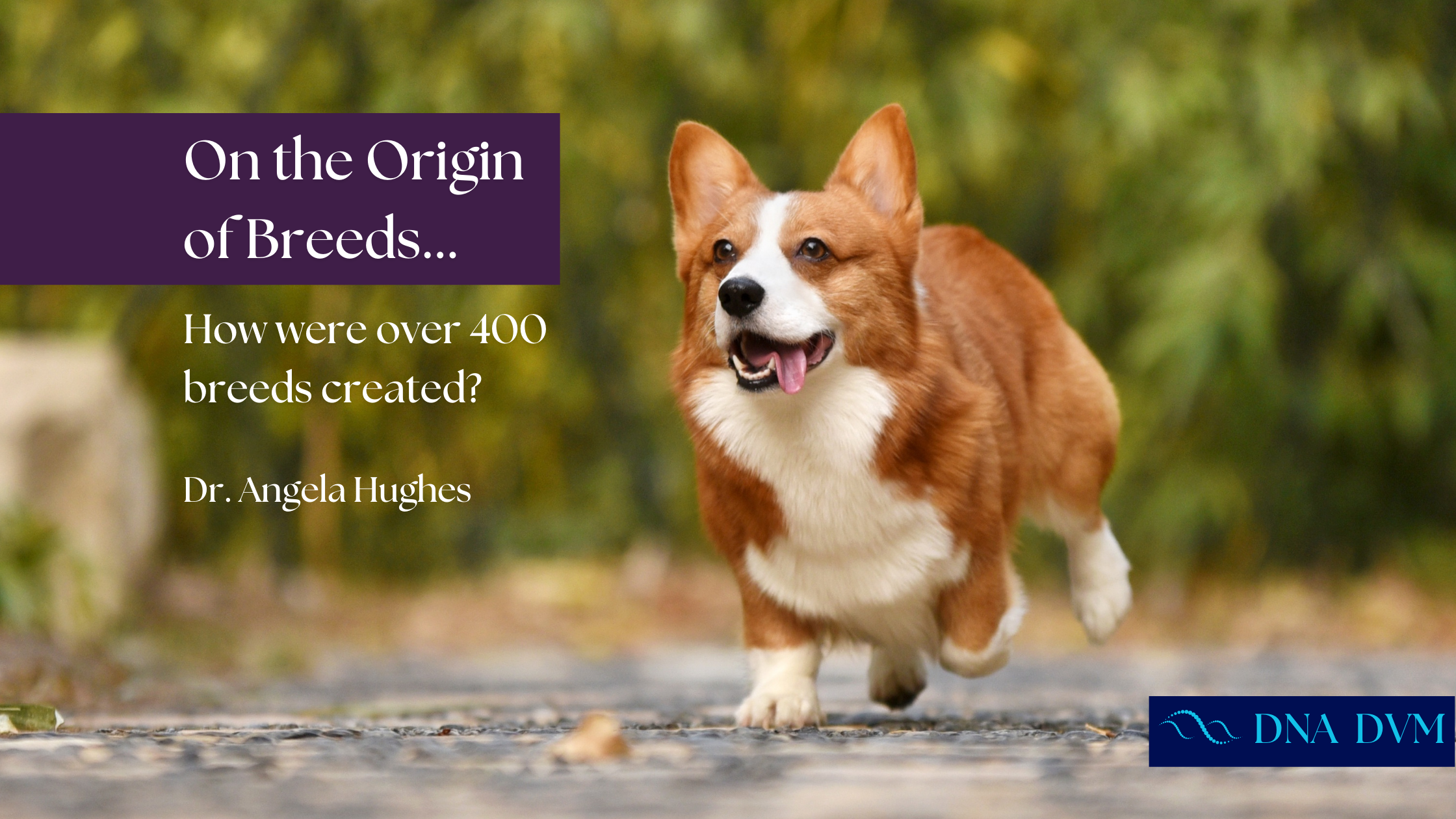 On the Origin of Breeds: How were over 400 breeds created?