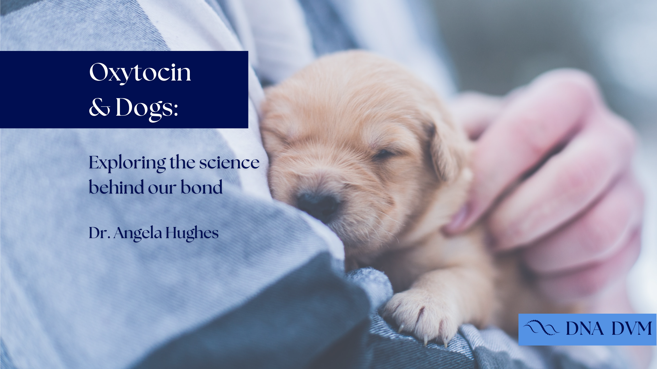 Oxytocin and Dogs: Exploring the Science Behind Our Bond