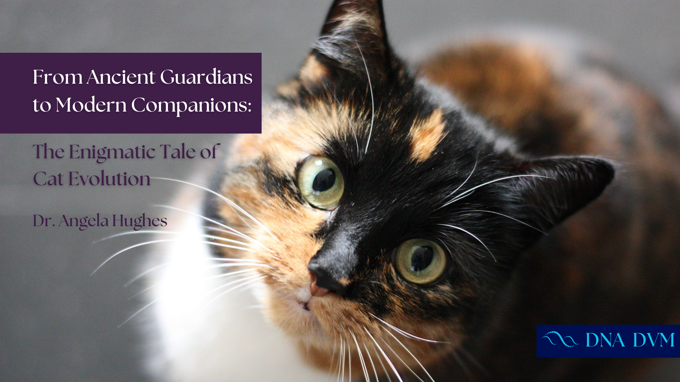 From Ancient Guardians to Modern Companions: The enigmatic tale of cat evolution