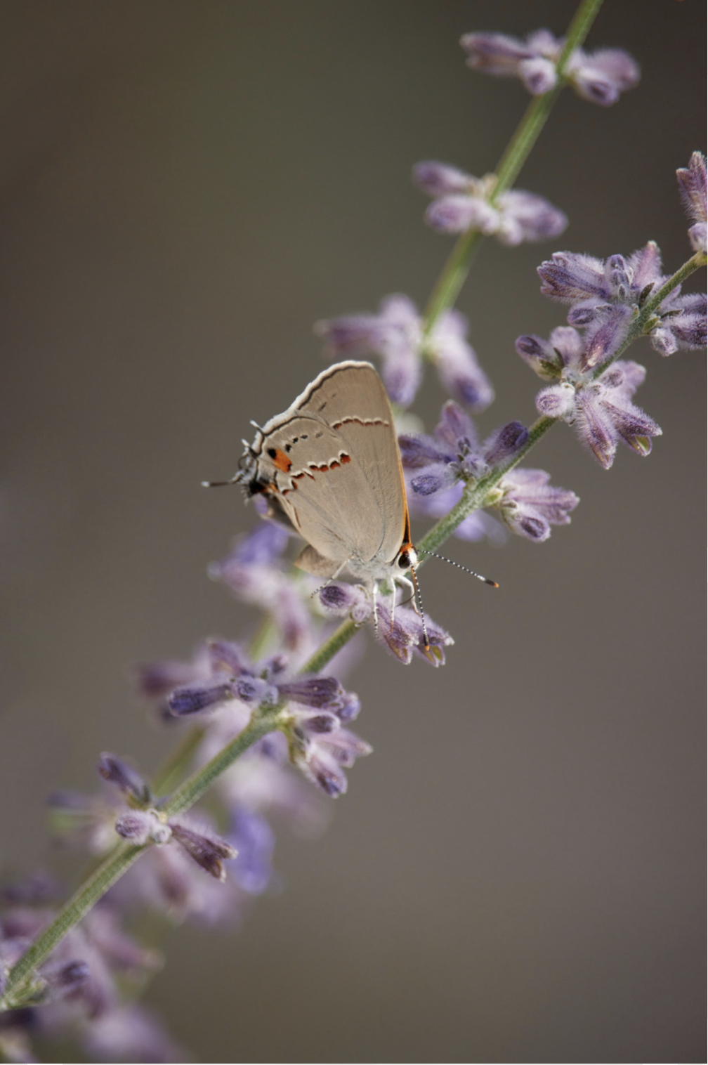 Screenshot 2023-08-28 at 5.14.50 PM.png