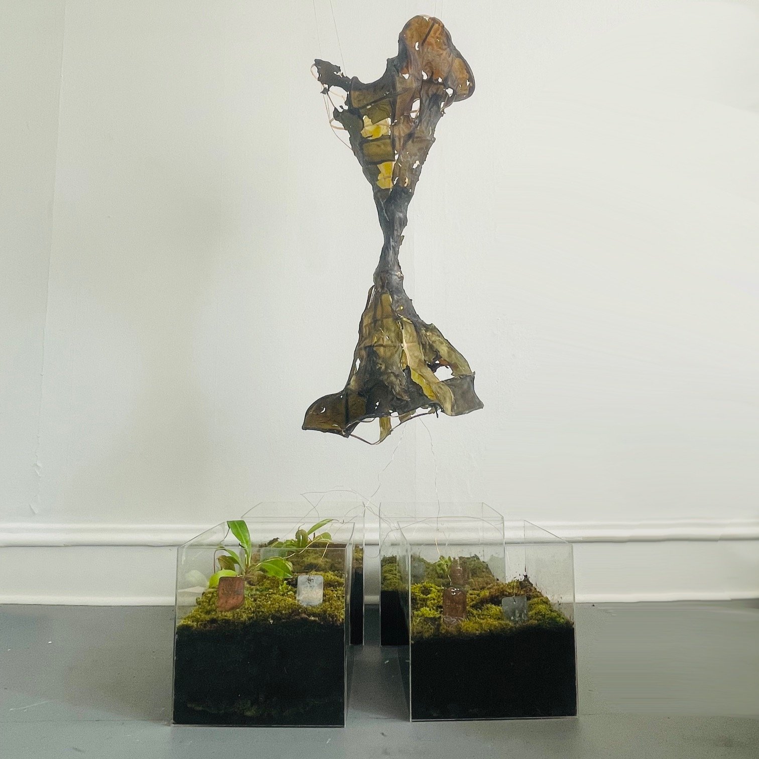 Sphagnan: Ink & Logic at Frontier Home