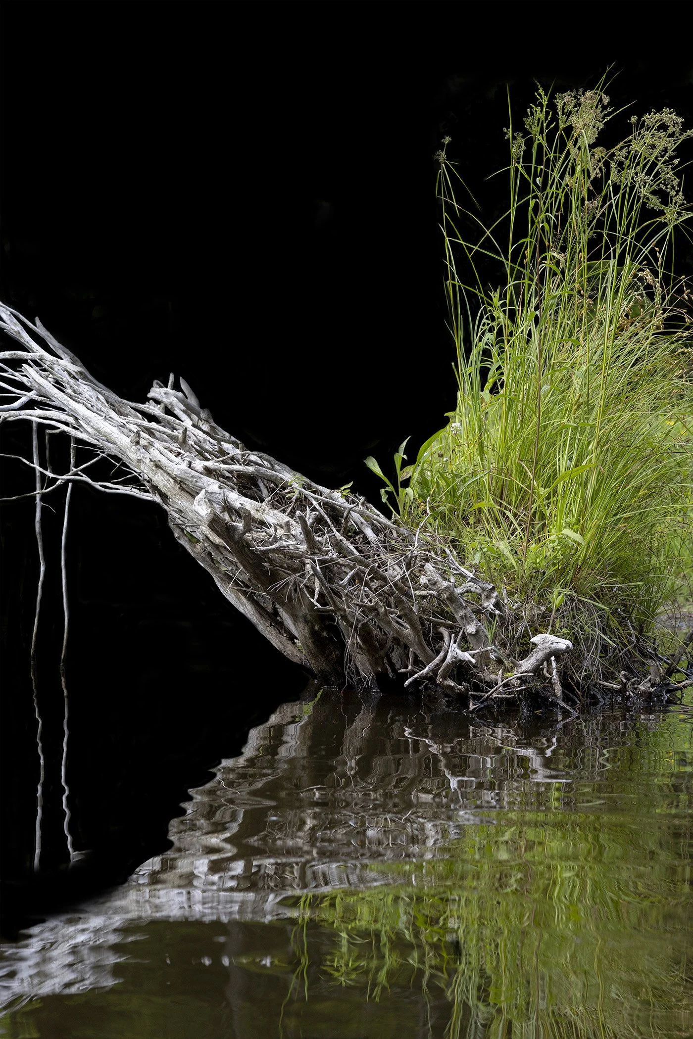 Levey_Nurse Log 1.jpg