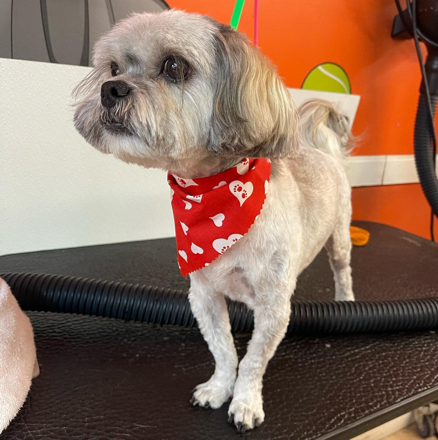 Happy Thursday 🐶

Thank you to everyone that has booked their appointment and kept us busy ☺️

We appreciate all your support and we can&rsquo;t wait to continue grooming your babies. 🐶🧡