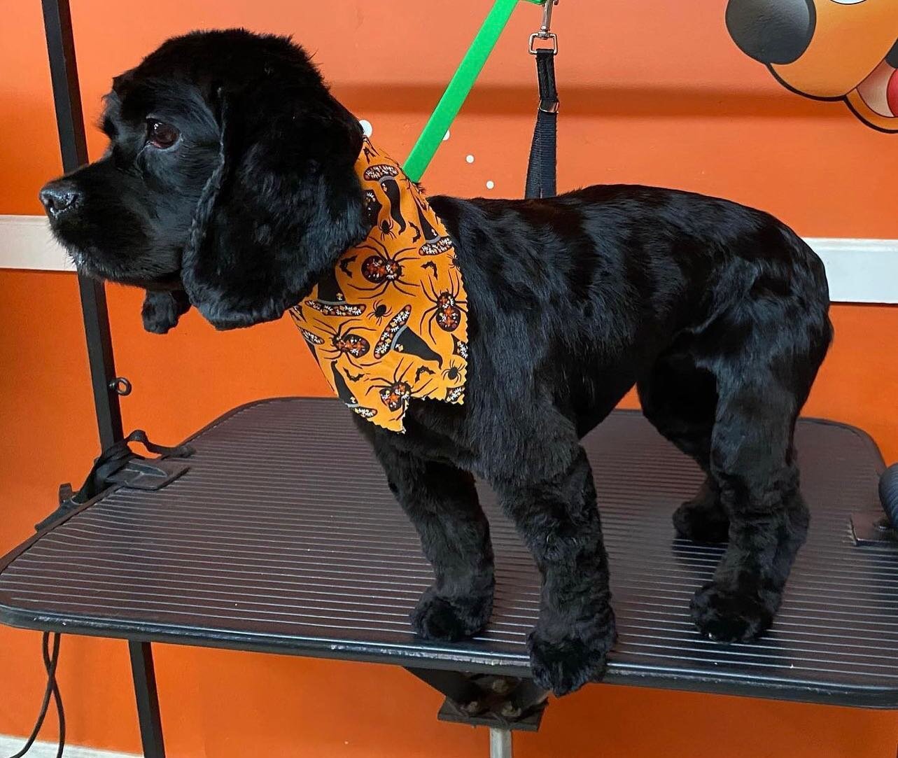 🕸️🦇🐾
Spooky Season is coming up 

Don&rsquo;t forget to get your pups ready for the summer and for spooky season 

#Spooky #spookyseason #supportsmallbusinesses #shopsmall #womanowned #pups #doglover #dogspa #petgroomer
