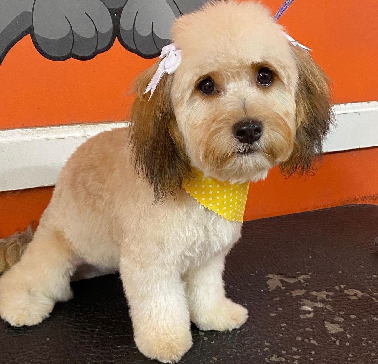 🌼🌼🌼
what a beauty 

Dontations forget to book your appointment so your baby can look cute for the summer. 

click the link in our Bio to book your appointment! 🐶

#petgroomer #spaday #dogspa #summertime #supportlocal
#shopsmall #doglover