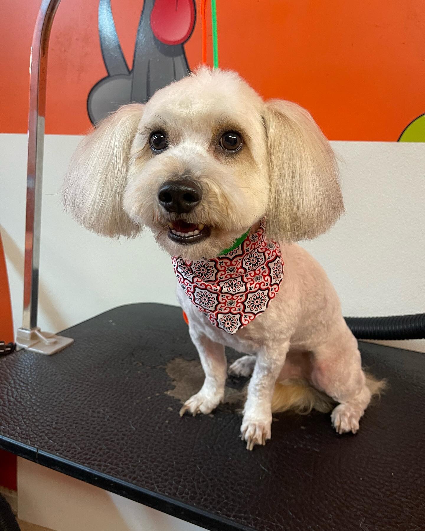 Happy Friday!!!!

Take a look at this cutie 🐶❤️&zwj;🔥

One of groomers Nicole took care of this baby and gave it a nice and relazing spa day/ haircut .

#spaday #dogspa #relaxing #friday #summertime