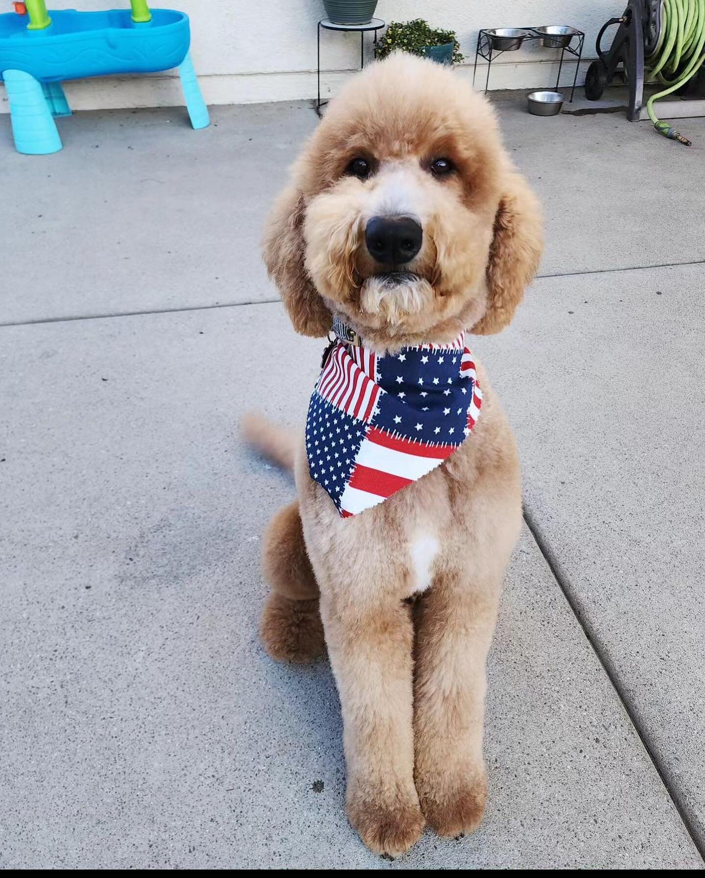 ⭐️⭐️⭐️⭐️⭐️
Here we have Canelo with our Groomer Veronica! 

Canelo is ready to have fun in the Sun ☀️ 🇺🇸

Make sure to book your appointment before the 4th of July 🎆

*first photo is courtesy of @canelo_n_furiends