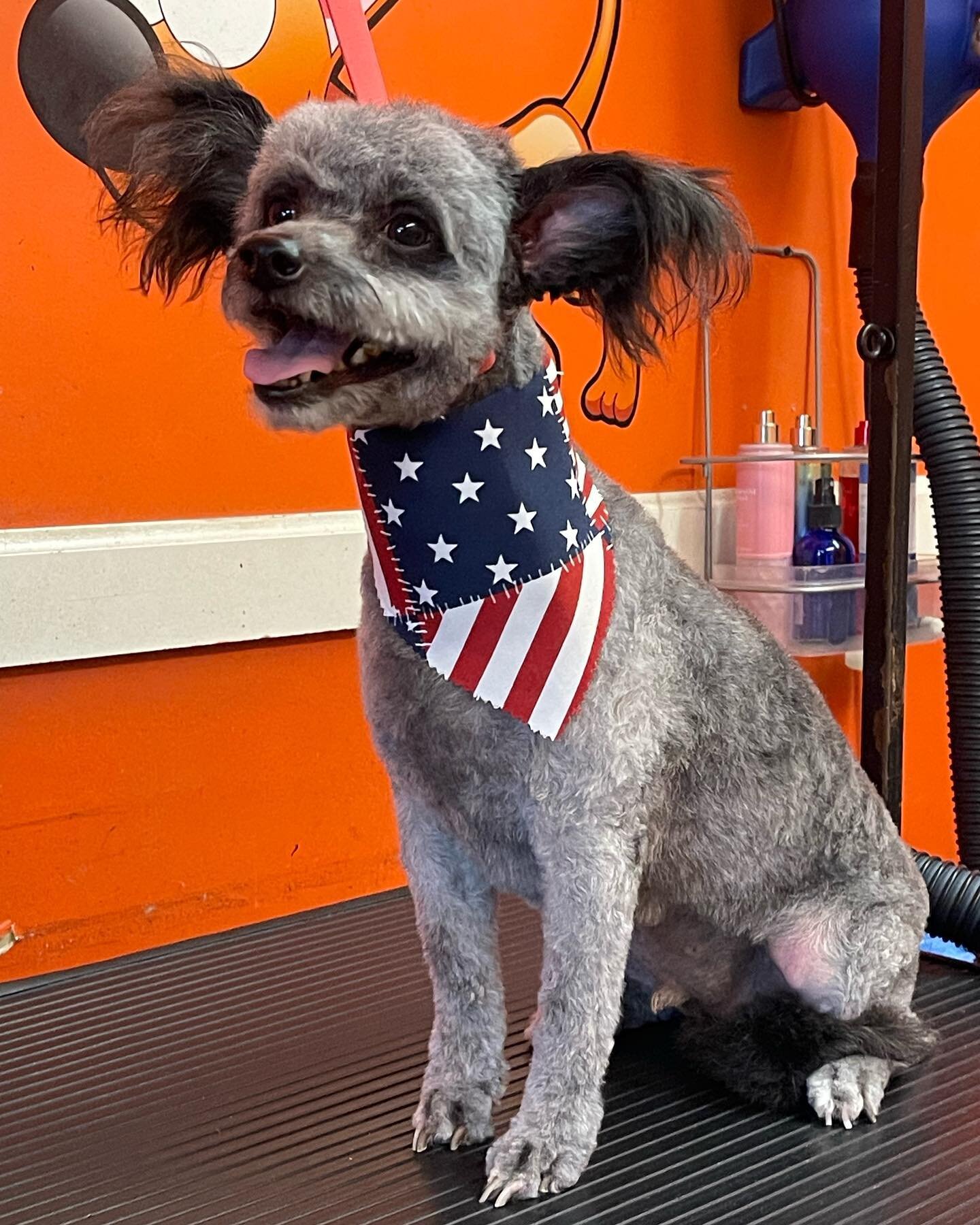 🇺🇸🇺🇸🇺🇸
Happy Wednesday 🎆

This pup is looking sooo good, ready to enjoy the start of summer!

Although this pup looks good we unfortunately were not unable to cut its nails, this pup was was not letting one of our groomers cut its nails. 

We 