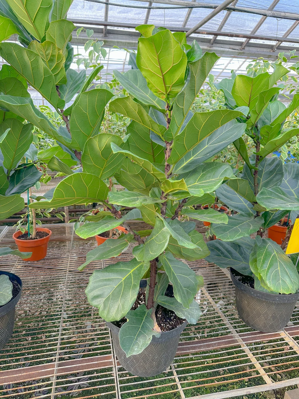 Fiddle Leaf Fig Trees  Colonial Gardens Flower Shop & Greenhouse
