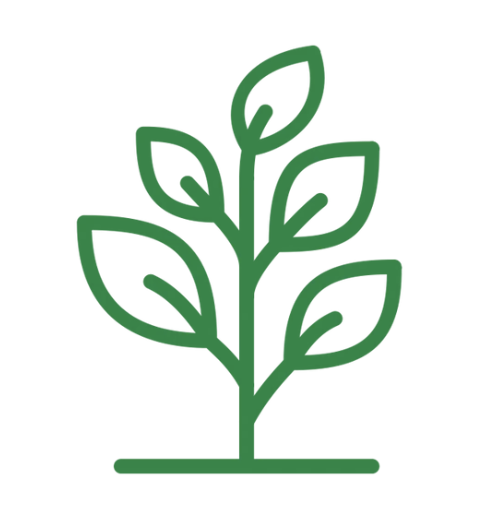 Green line drawing of a small plant with multiple leaves.