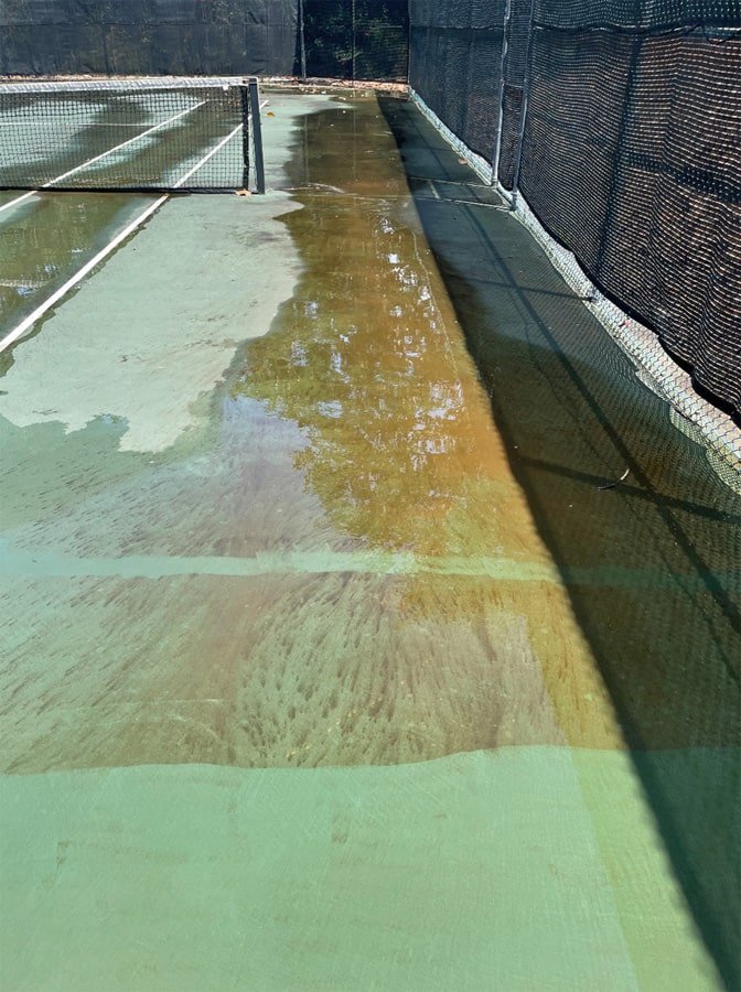 Example of mold death after bleach treatment