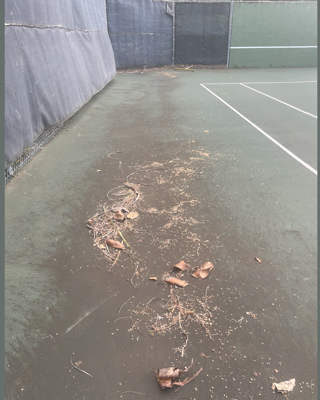 Leaves accumulating in drainage swales