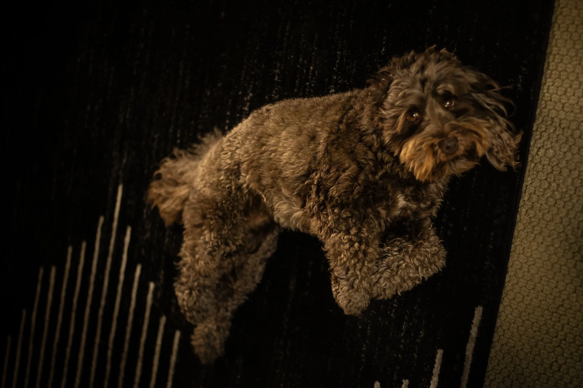 A curly-haired brown dog lying on a black textured rug with beige borders, looking up at the camera.