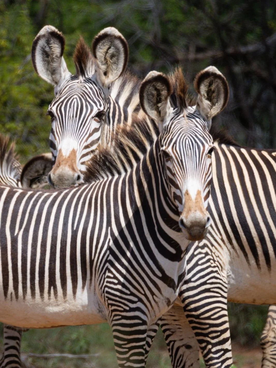 A moment for some of the animals we&rsquo;ve seen along the route&hellip;

🦓 Grevys Zebra - less than 2,000 in the world and only found in Northern Kenya
🦒 Reticulated Giraffe - also only found in Northern Kenya
🐘 African elephants
🦏 White Rhinos